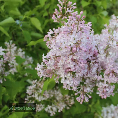 Сирень венгерская (Syringa josikaea)