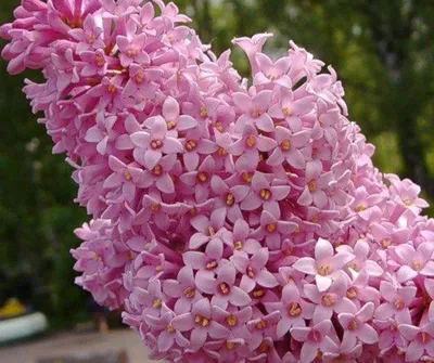 Сирень обыкновенная (Syringa vulgaris) - Изгороди - По областям применения  - Каталог - LESKOVO-PITOMNIK.ru