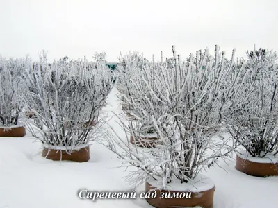 Сирень зимой :: Олег Афанасьевич Сергеев – Социальная сеть ФотоКто