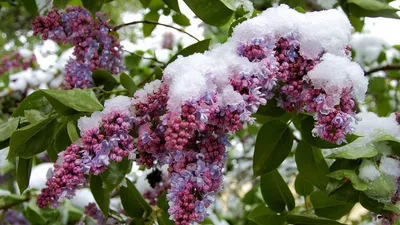 Буш сирени покрыт льдом и с сосульками Стоковое Фото - изображение  насчитывающей льдед, сирень: 208158794