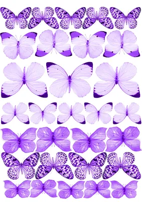 Сиреневые бабочки картинки фотографии