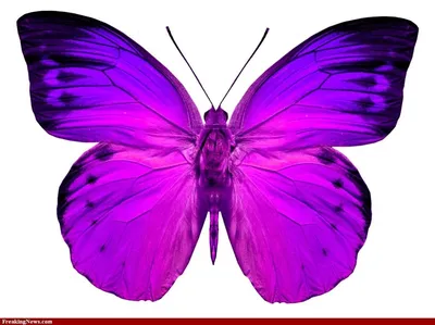 Картинка для торта Бабочки малиновые фиолетовые pr0082 на сахарной бумаге