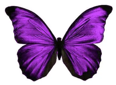 Фиолетовые бабочки цветы - 65 фото