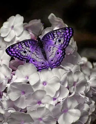 Виниловые 3Д бабочки для декора сиреневые (ID#944556451), цена: 105 ₴,  купить на Prom.ua