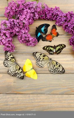Зачем нам фиолетовые бабочки? | РРастяпа | Дзен