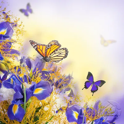 Фиолетовые бабочки - фото и картинки: 67 штук