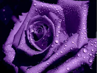 Фотообои Сиреневые 3д розы купить на стену • Эко Обои