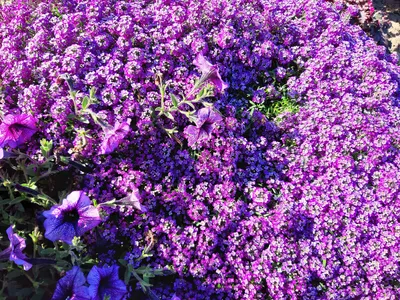 сиреневые цветы стоковое фото. изображение насчитывающей лилово - 275568116