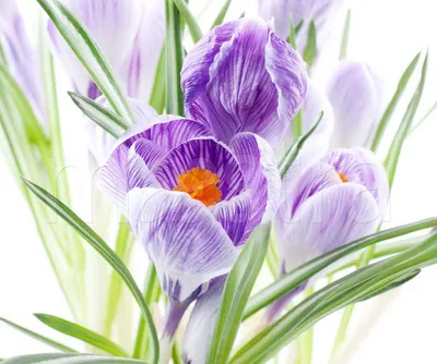 сиреневые цветы на белом фоне Стоковое Фото - изображение насчитывающей  цветки, бутика: 215414830