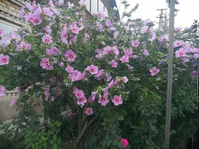 Сирийская роза (69 фото) - 69 фото