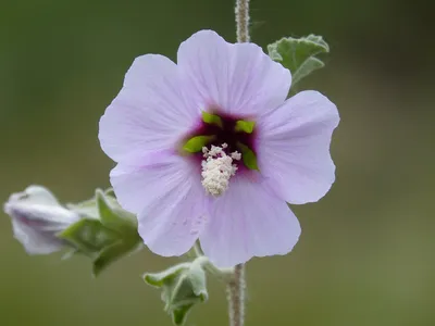 Гибискус (роза сирийская), ЗКС