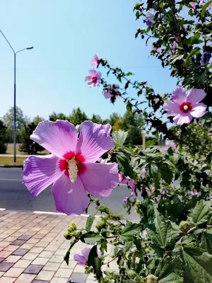 Гибискус Сирийский Чи Микс СЕМЕНА (25 семян) Комнатные растения и цветы  Цветы разной расцветки | AliExpress