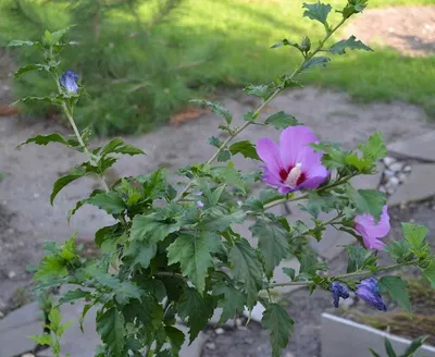 Гибискус садовый или Сирийская Роза - Садовые растения Донецк на DNR.RED