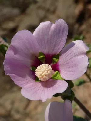 Набор для выращивания растений Сирийская роза Вырасти, Дерево! — купить в  интернет-магазине по низкой цене на Яндекс Маркете