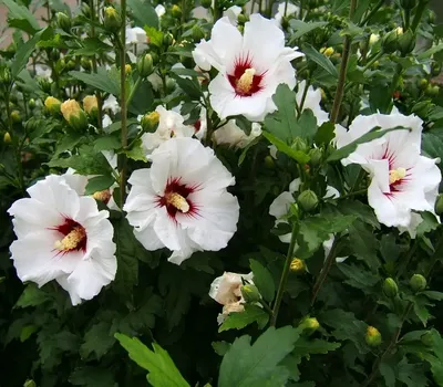 Гибискус садовый-сирийская роза. Почему он стал символом Южной Кореи. |  Татьяна Садовод | Дзен