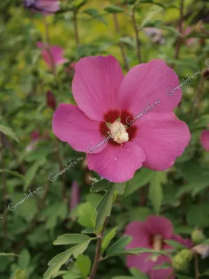 Гибискус сирийский, сирийская роза – Hibiscus syriacus L. —  Мегаэнциклопедия Кирилла и Мефодия — медиаобъект