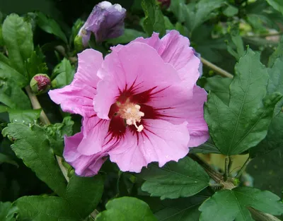 Гибискус древовидный сирийский БЕЛЫЙ. (Hibiscus syriacus) С10 купить в  интернет-магазине ЦВІТСАД с доставкой по Украине