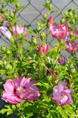 Гибискус сирийский (Hibiscus syriacus) - «Очень красивое, неприхотливое  растение станет прекрасным украшением вашего сада.» | отзывы