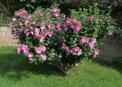 Hibiscus syriacus MIX - Гибискус сирийский - купить семена на Tropics Seeds.