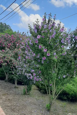 The Main Botanic Garden