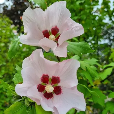 Гибискус сирийский, или кетмия, или сирийская роза, Hibiscus syriacus —  купить в Красноярске. Горшечные растения и комнатные цветы на  интернет-аукционе Au.ru