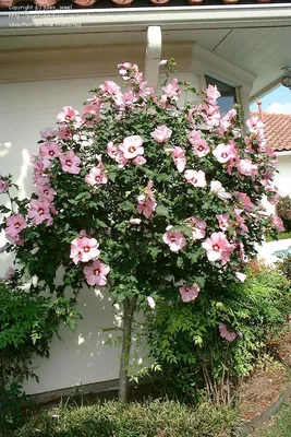 Hibiscus syriacus, Гибискус сирийский | landshaft.info