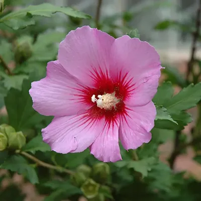 Lucky tree. Hibiscus tree | Hibiscus tree, Rose of sharon tree, Flowering  trees