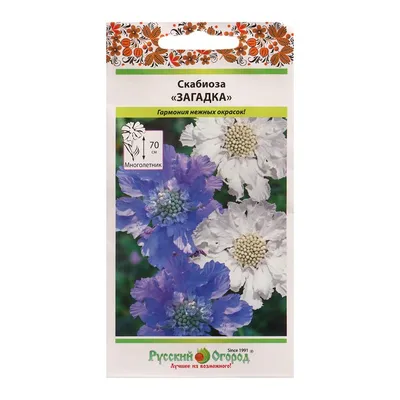 Скабиоза кавказская белая (Scabiosa caucasica)