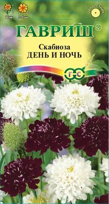 Скабиоза голубиная \"Mariposa Blue\" купить по цене 500 рублей от питомника  саженцев и растений Центросад | Фото и консультация по уходу