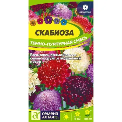 Scabiosa columbaria 'Mariposa Blue', Скабиоза голубиная 'Марипоза  Блу'|landshaft.info