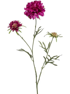 Скабиоза венечная голубая (Scabiosa comosa)