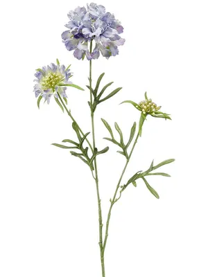 Купить Скабиоза белая Scabiosa, в магазине Букет-СПб - Доставка цветов в  Санкт-Петербурге недорого | Заказать букет с доставкой в Букет-Питер