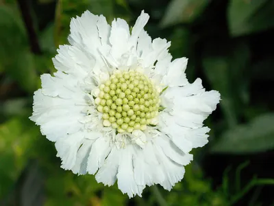 Скабиоза ванилла скуп (Scabiosa Vanilla Scoop)