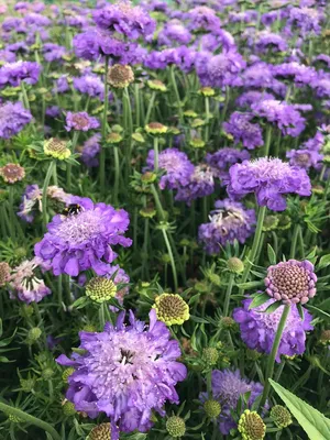 Скабиоза пурпурная (scabiosa atropurpurea)