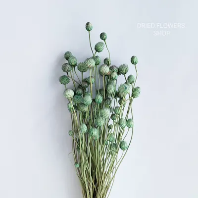 Скабиоза - ароматная \"пуговка\" для цветников в стиле Naturgarden | Семь  семян🌱Просто о садоводстве | Дзен