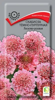 Скабиоза японская Ритц Блю (Scabiosa japonica Ritz Blue) Р9 — Питомник  Летний сад