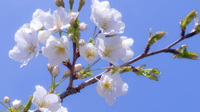 Картинки по запросу скачать обои на рабочий стол весна | Beautiful  wallpaper hd, Beautiful wallpapers backgrounds, Wallpaper backgrounds