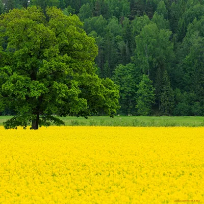 Весна - 57 фото