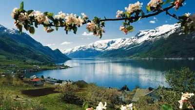 Скачать обои ветки, весна, сакура, цветение, pink, blossom, sakura, cherry,  spring, bloom, раздел цветы в разрешении 640x1136 | Цветение, Цветение  вишни, Цветы