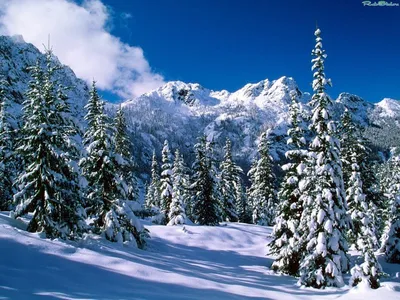 Скачать обои и картинки снежинка, снег, лучи, зима, синий фон для рабочего  стола в разрешении 1400x1050