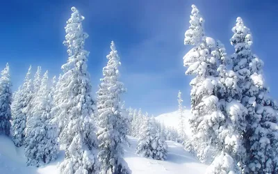 Обои зима, картинки иней, фото снег, скачать обои 1920x1080 высокого  качества