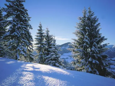 Обои зима, снег, природа, дерево, замораживание для iPhone 6S+/7+/8+  бесплатно, заставка 1080x1920 - скачать картинки и фото