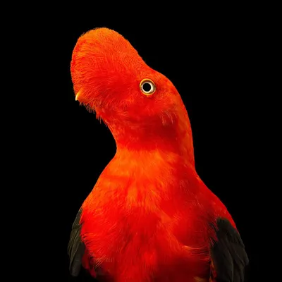 File:Female Andean Cock-of-the-Rock.jpg - Wikimedia Commons