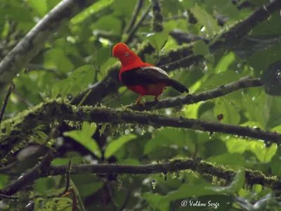 Гвианский скальный петушок - eBird