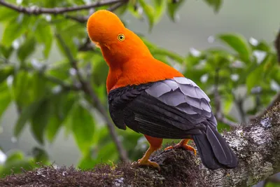 Андский скальный петушок - неофициальный символ Республики Перу | Птица  дома | Дзен