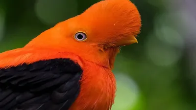 Перуанский скальный петушок (Rupicola peruvianus) - Picture Bird