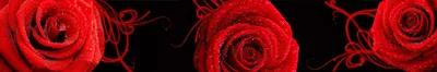 Изображение для скинали Розы #184948 — Фартук.RU Москва