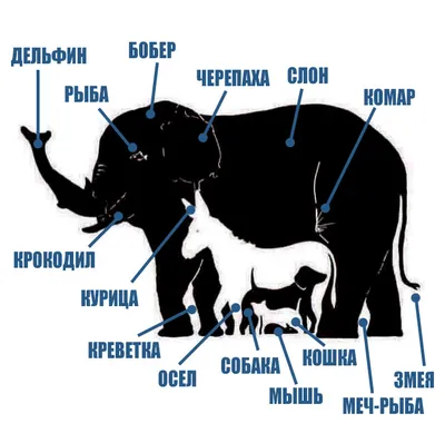 🎲 Головоломка 🎲 А сколько животных на картинке видите вы? Посмотрите  внимательно 😉 Ваши.. | ВКонтакте