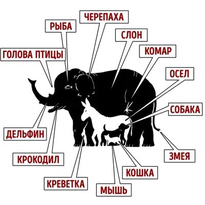 Тест на Альцгеймера: сколько животных вы насчитаете на картинке? | Вокруг  Света