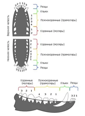 Смена зубов у щенков